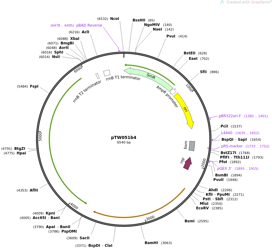 pTW051b4质粒图谱