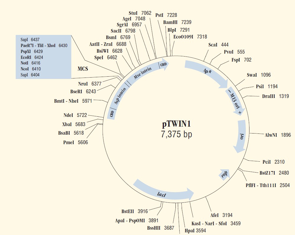 pTWIN1载体图谱