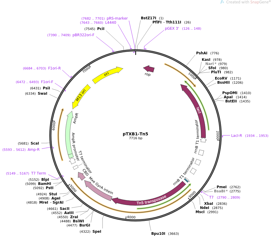 pTXB1-Tn5质粒图谱