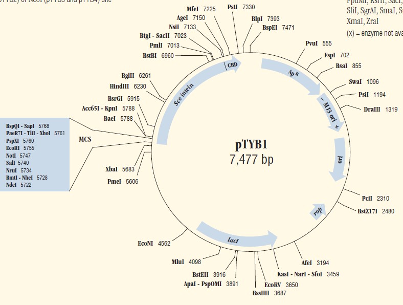 pTYB1载体图谱