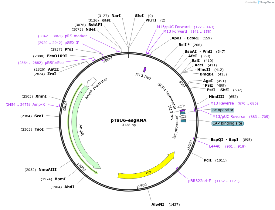pTaU6-esgRNA载体图谱