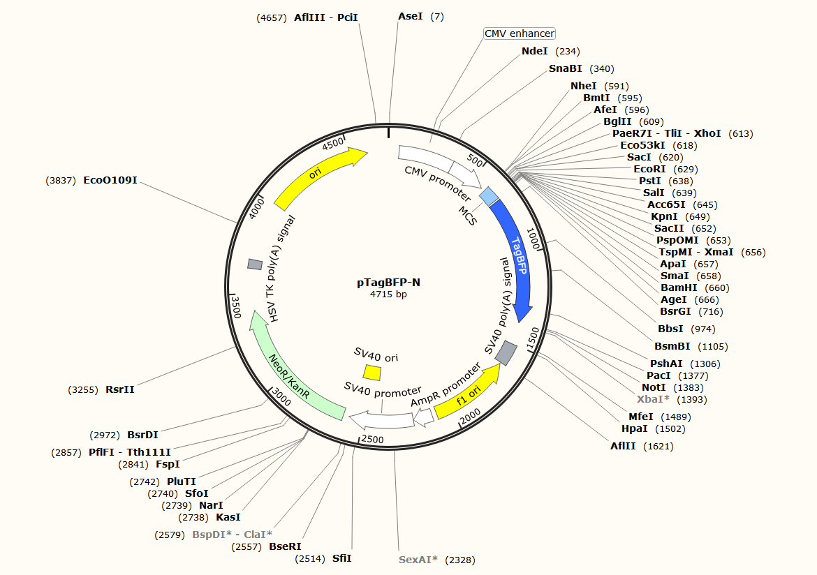 pTagBFP-N载体图谱