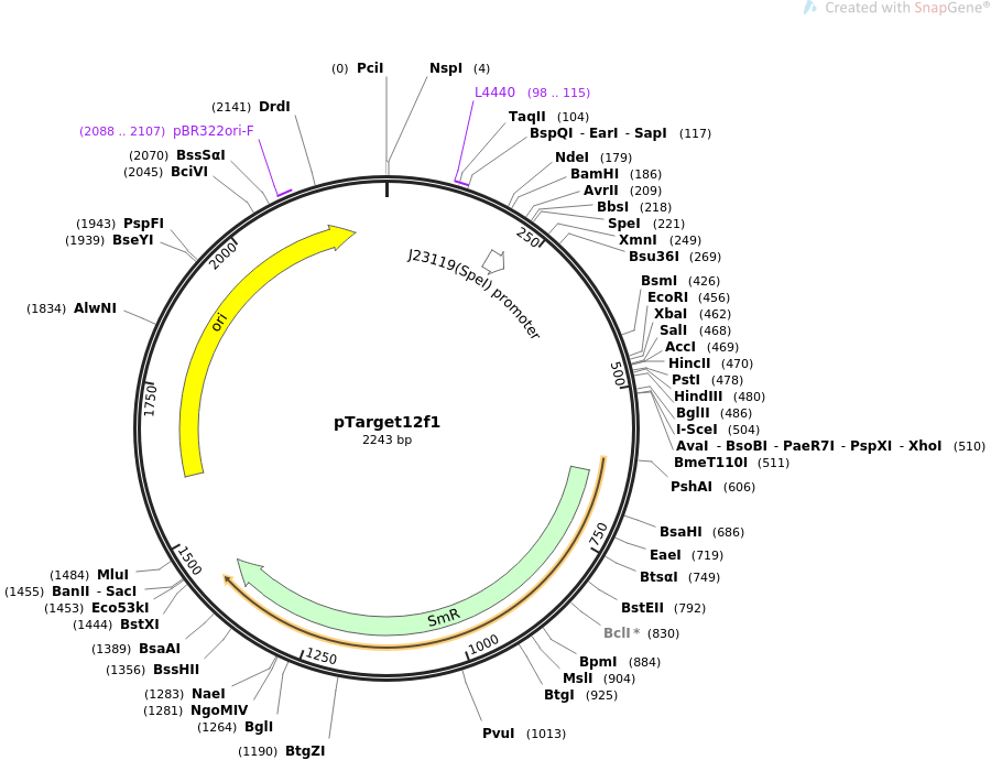 pTarget12f1质粒图谱