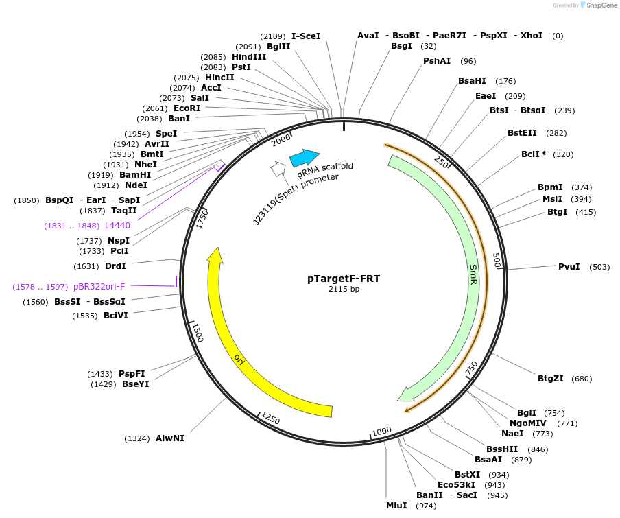pTargetF-FRT载体图谱
