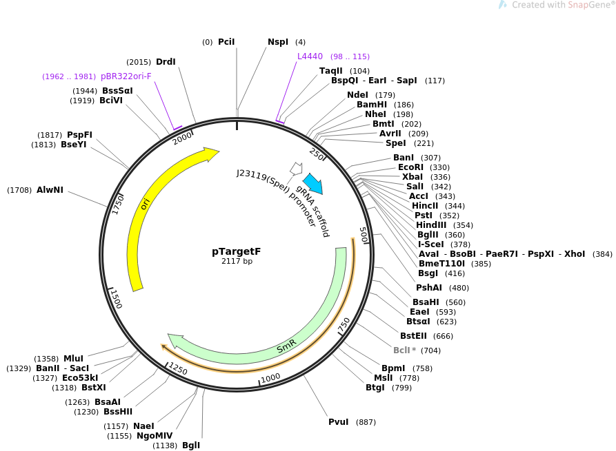 pTargetF质粒图谱
