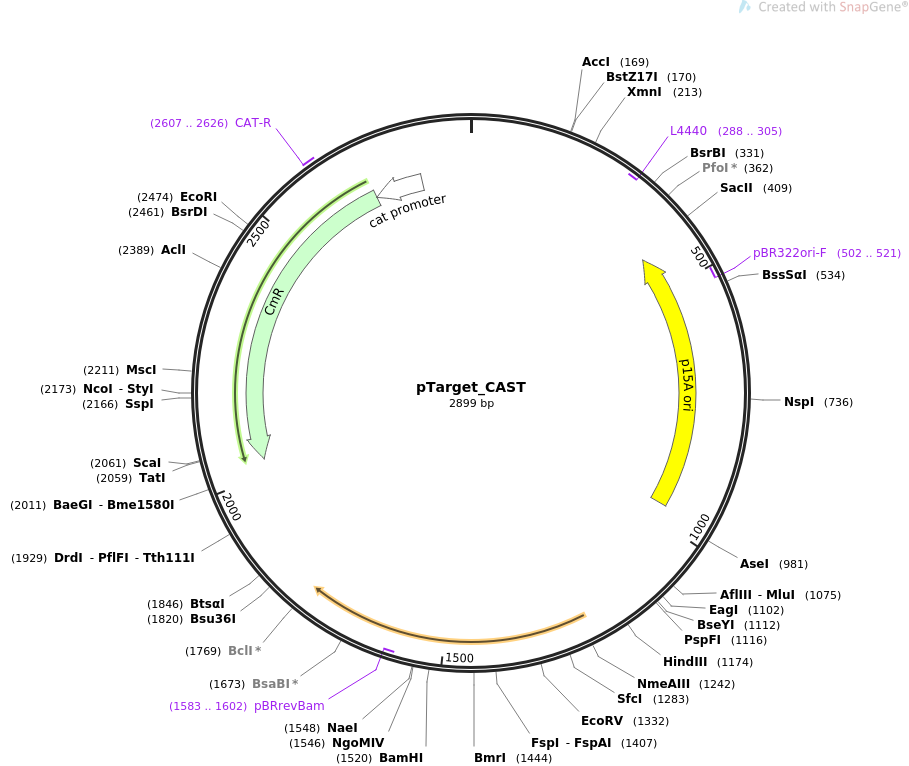 pTarget_CAST载体图谱