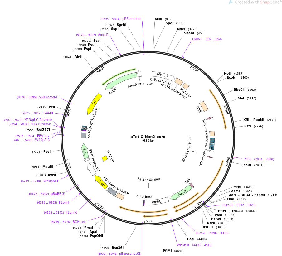 pTet-O-Ngn2-puro质粒图谱