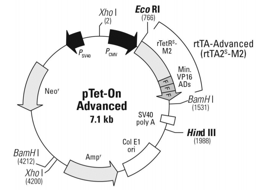 pTet-On-Advanced载体图谱