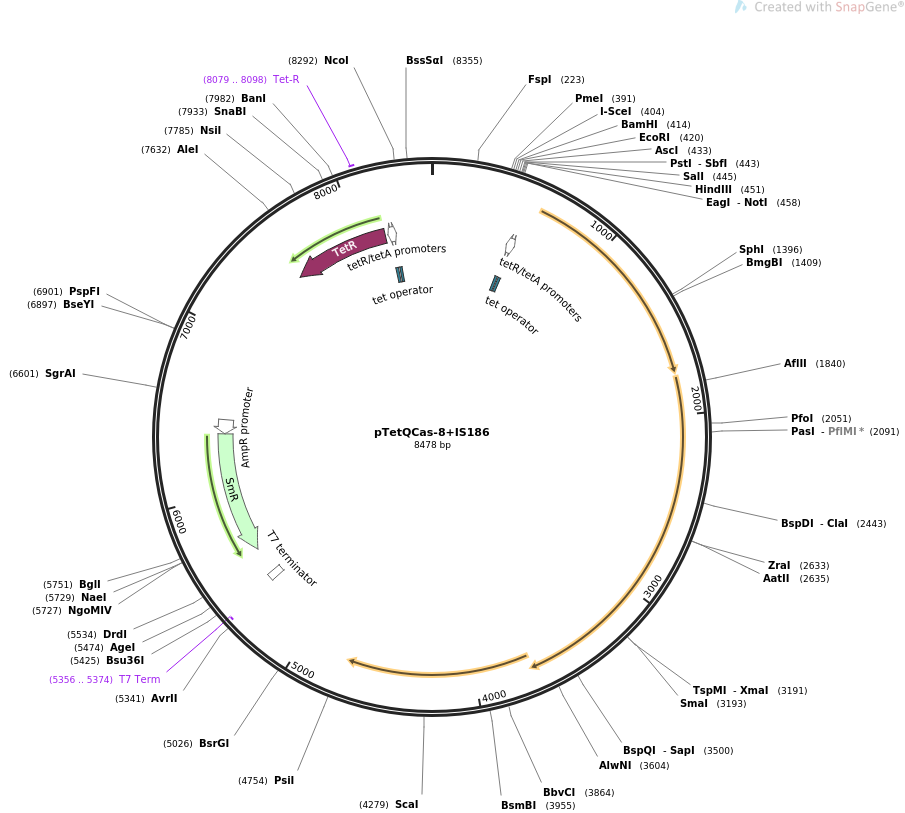 pTetQCas-8+IS186载体图谱