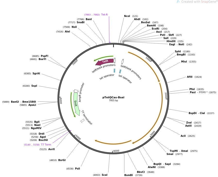 pTetQCas-BsaI载体图谱