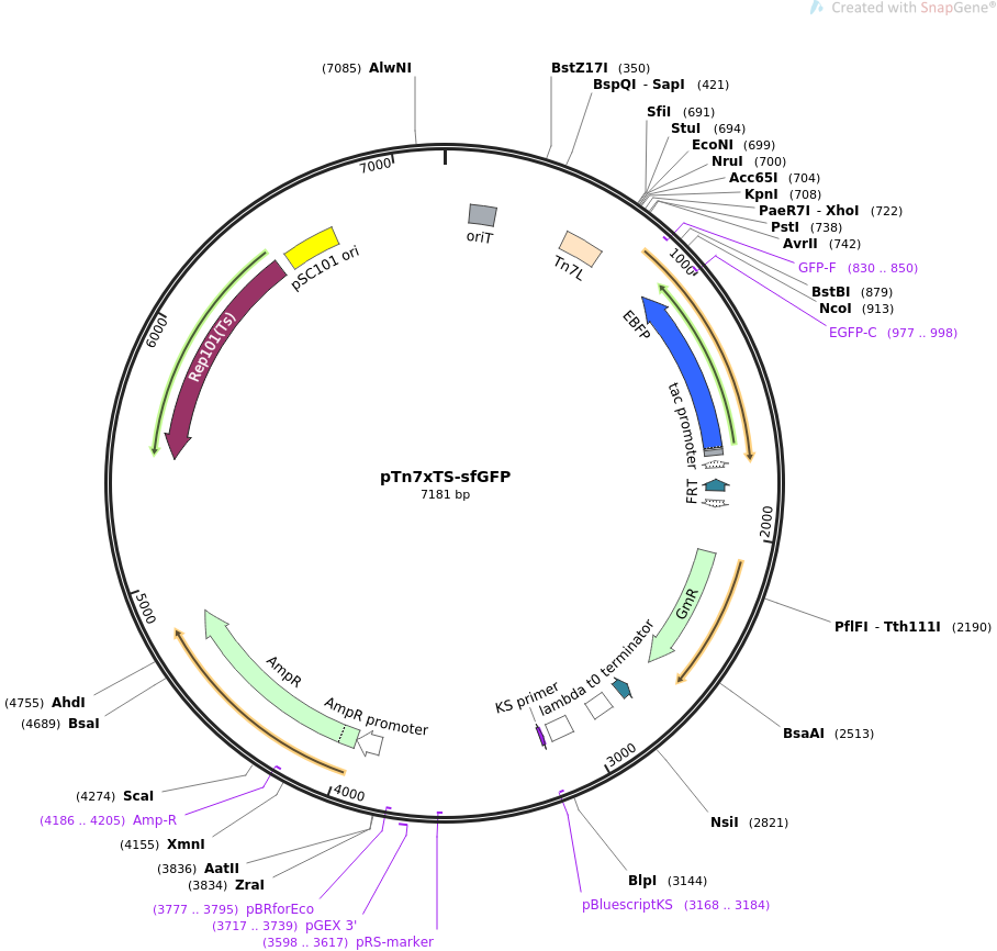 pTn7xTS-sfGFP载体图谱