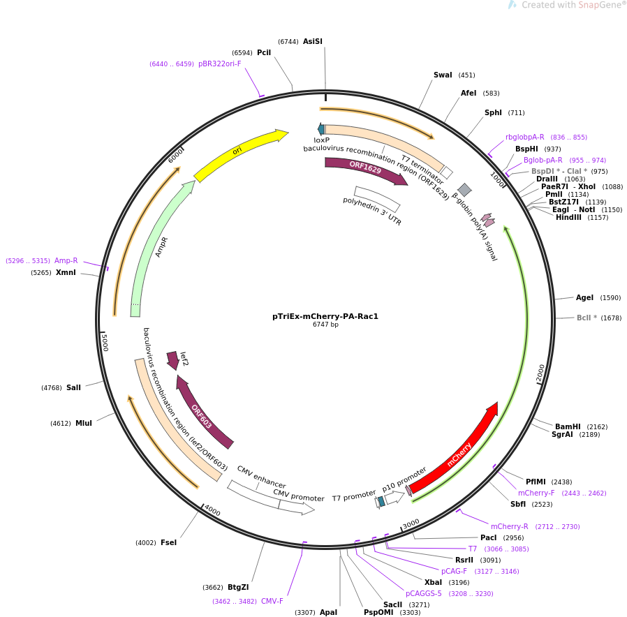 pTriEx-mCherry-PA-Rac1质粒图谱