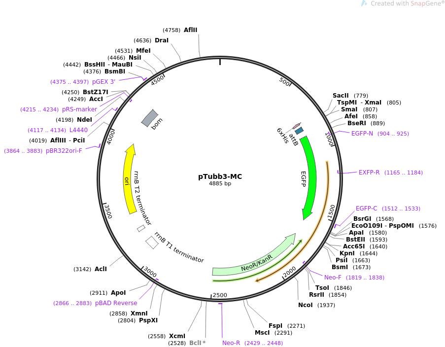 pTubb3-MC质粒图谱