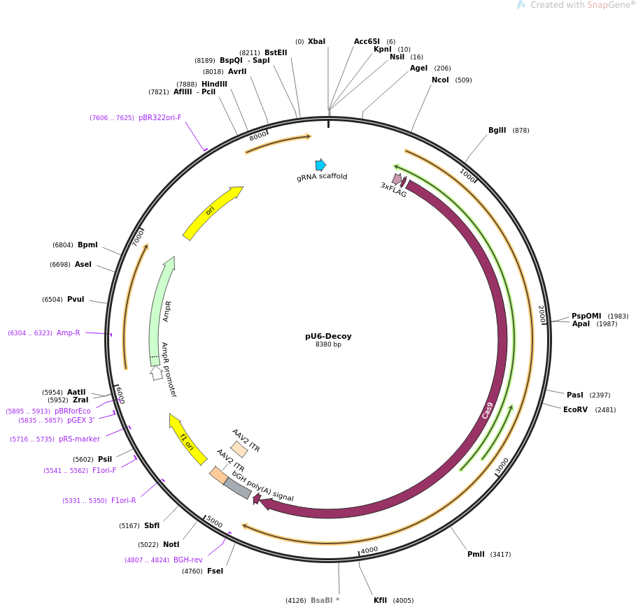 pU6-Decoy质粒图谱