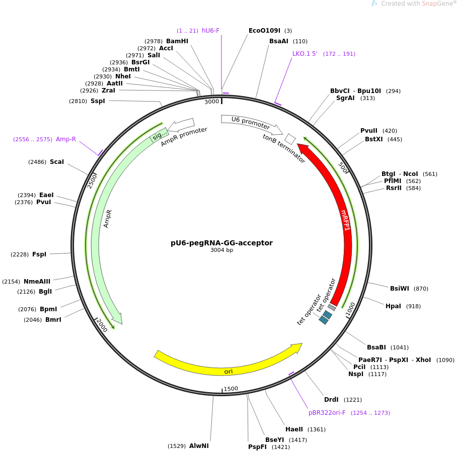 pU6-pegRNA-GG-acceptor质粒图谱