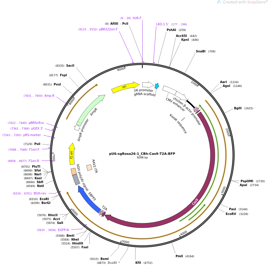 pU6-sgRosa26-1_CBh-Cas9-T2A-BFP质粒图谱