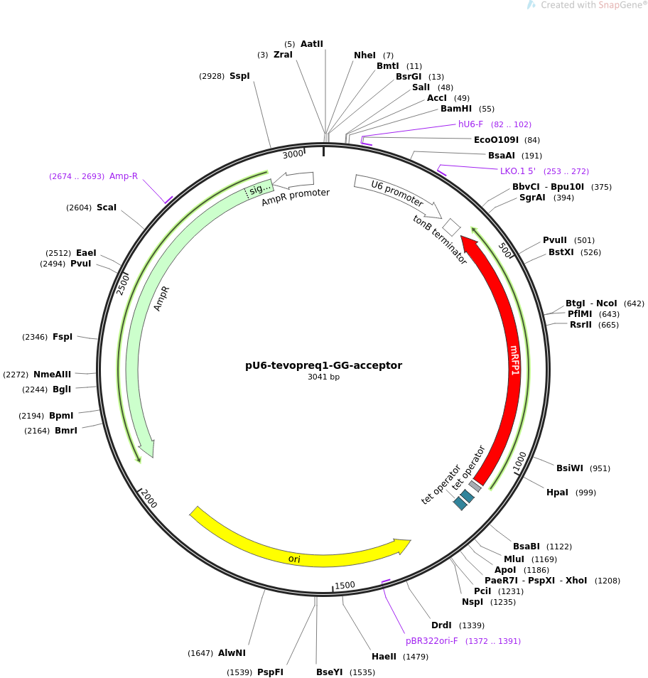 pU6-tevopreq1-GG-acceptor质粒图谱1