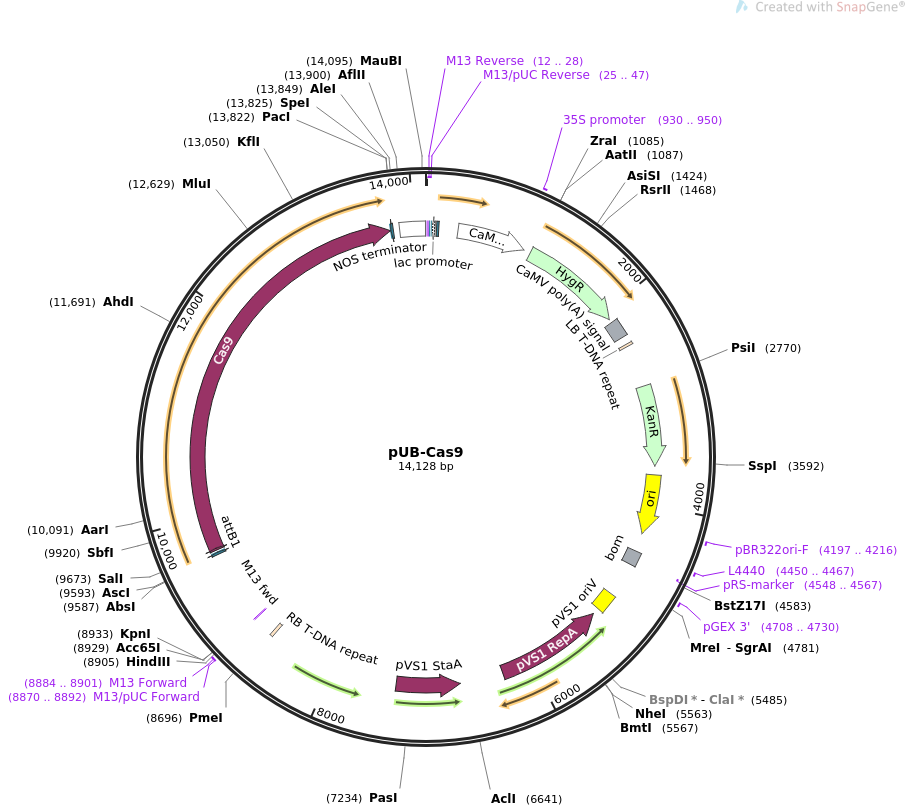 pUB-Cas9质粒图谱