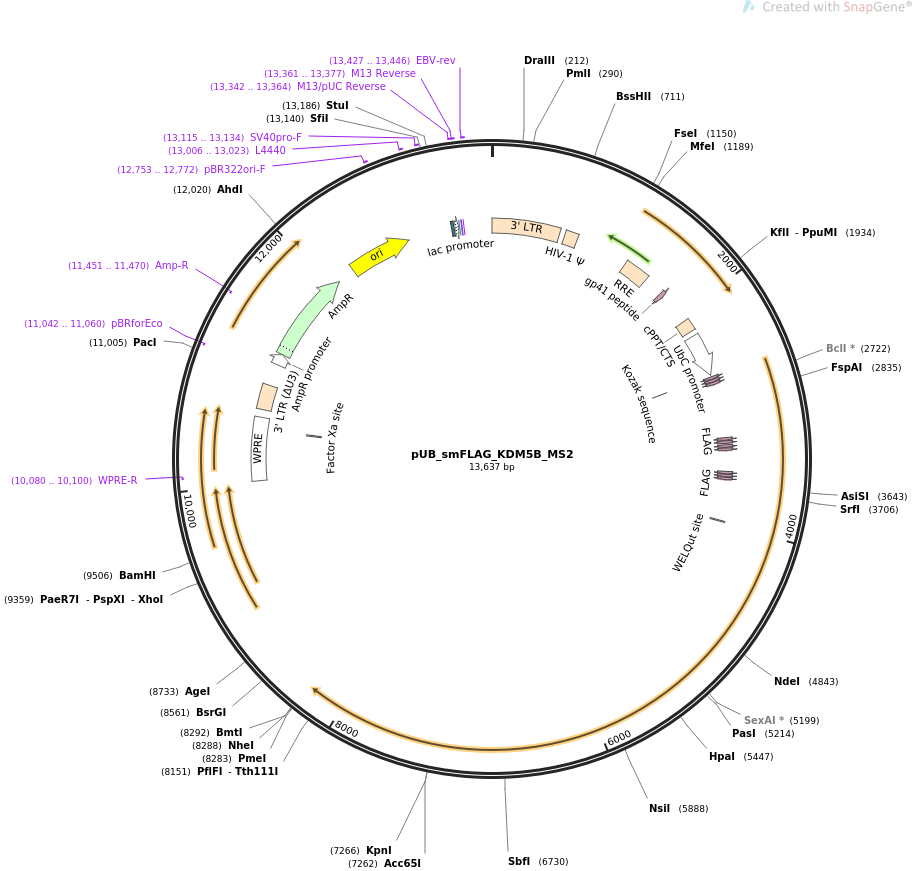 pUB_smFLAG_KDM5B_MS2质粒图谱