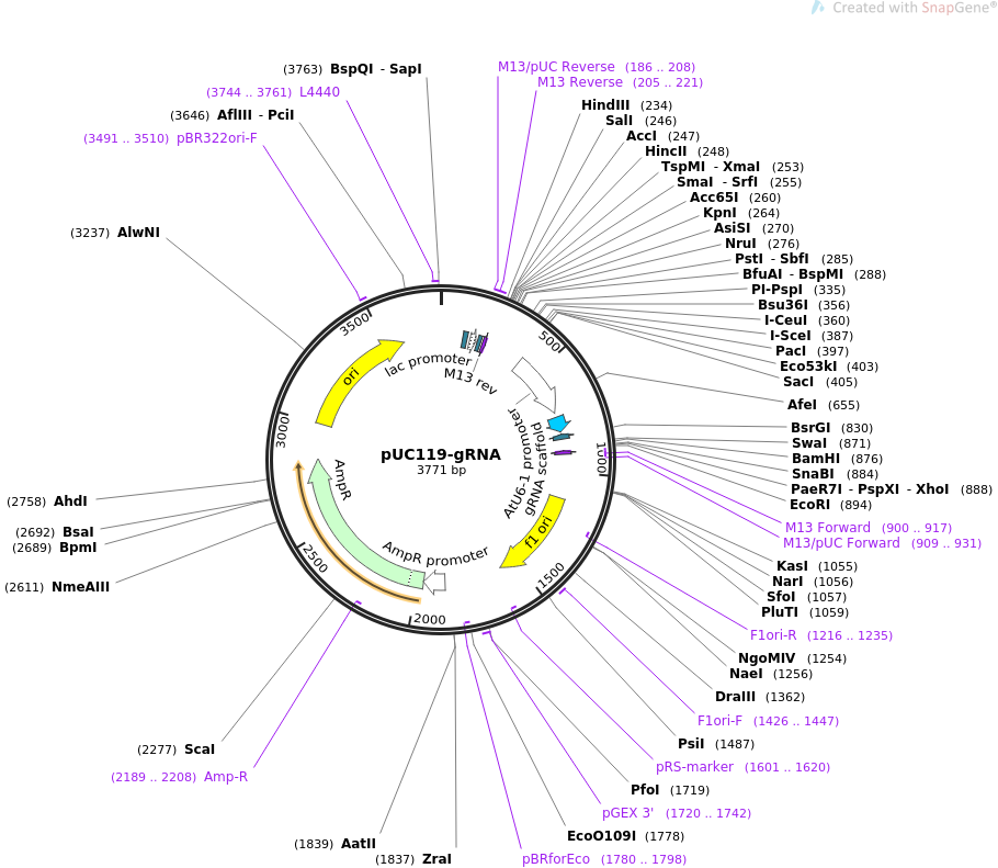 pUC119-gRNA质粒图谱