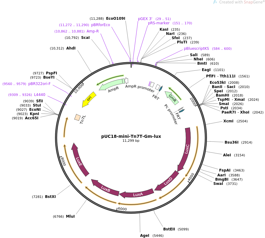 pUC18-mini-Tn7T-Gm-lux质粒图谱