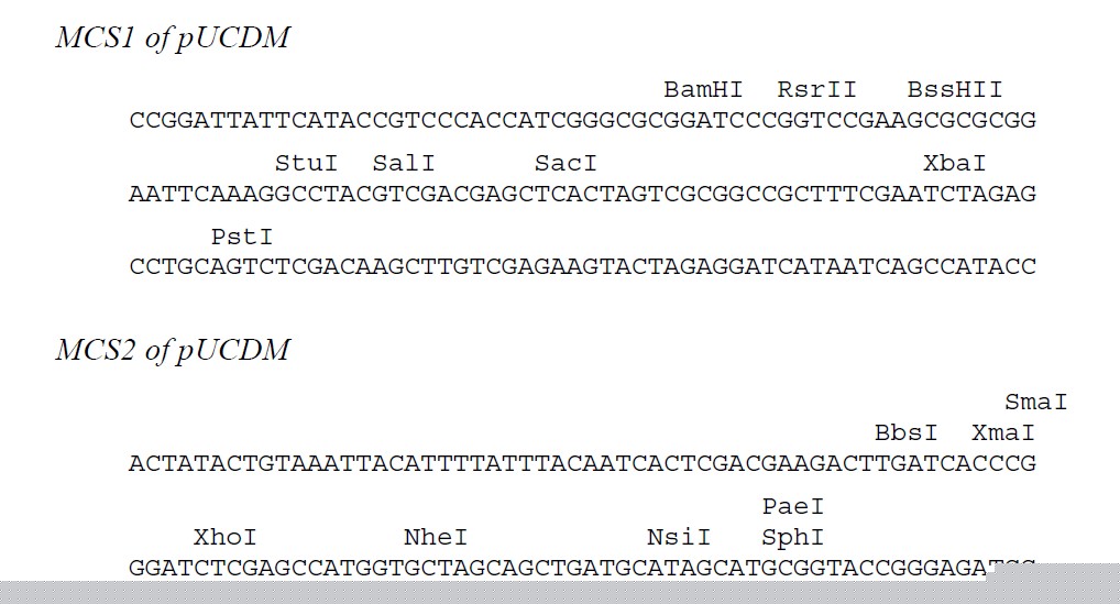 pUCDM载体多克隆位点 点击看大图 pUCDM多克隆位点