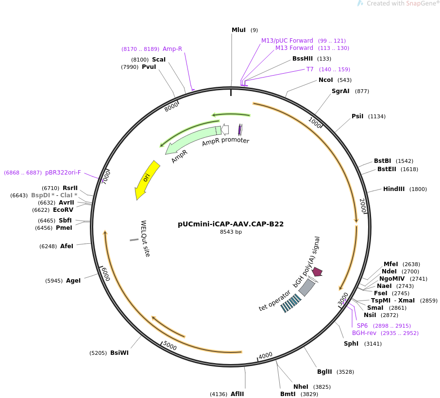 pUCmini-iCAP-AAV.CAP-B22载体图谱