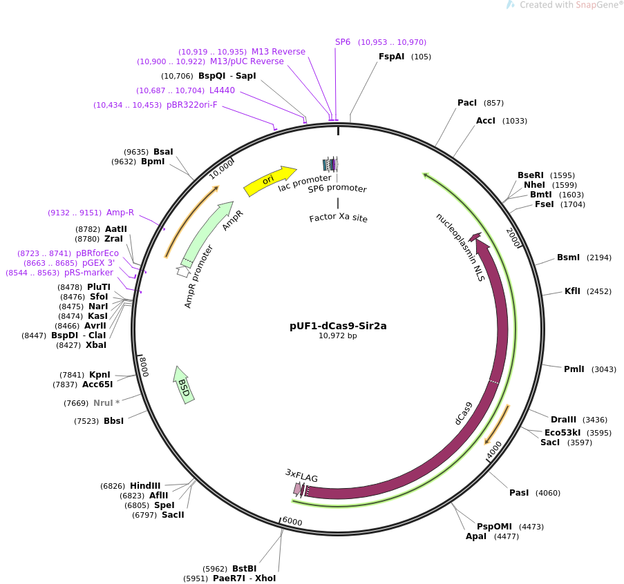 pUF1-dCas9-Sir2a质粒图谱