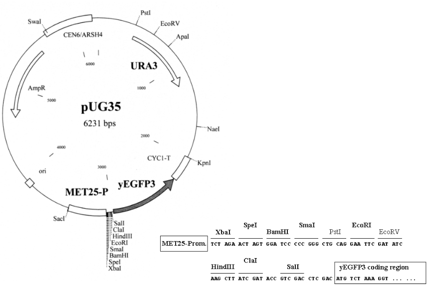 pUG35载体图谱 点击看大图 pUG35载体图谱