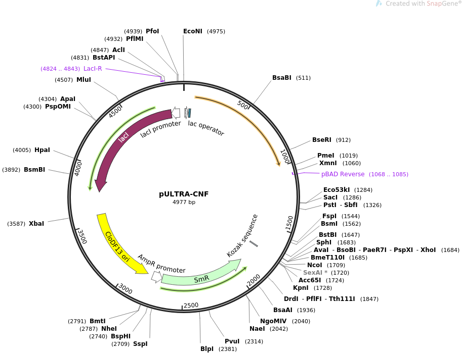 pULTRA-CNF载体图谱