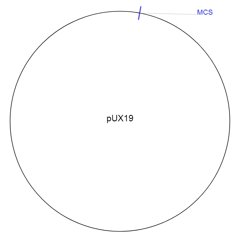 pUX19质粒图谱