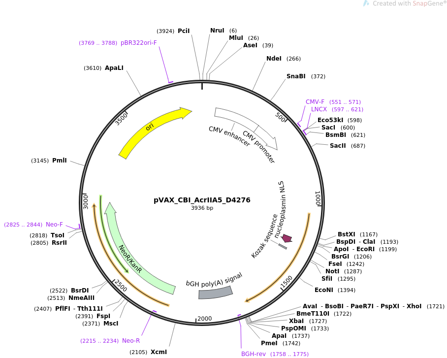 pVAX_CBI_AcrIIA5_D4276载体图谱