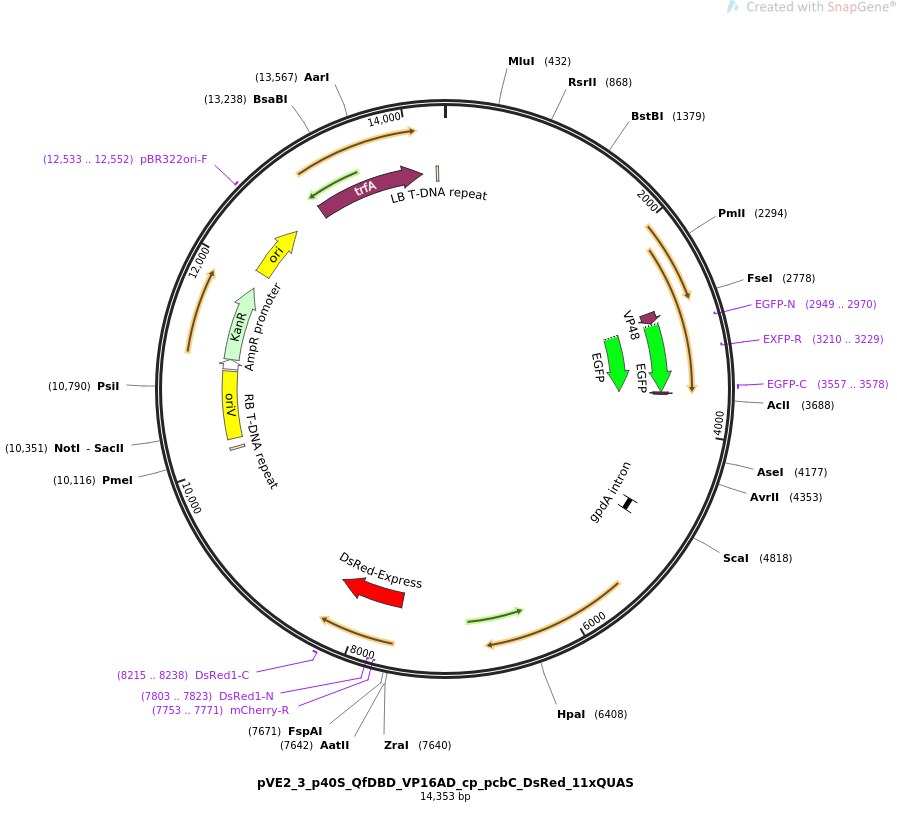 pVE2_3_p40S_QfDBD_VP16AD_cp_pcbC_DsRed_11xQUAS载体图谱