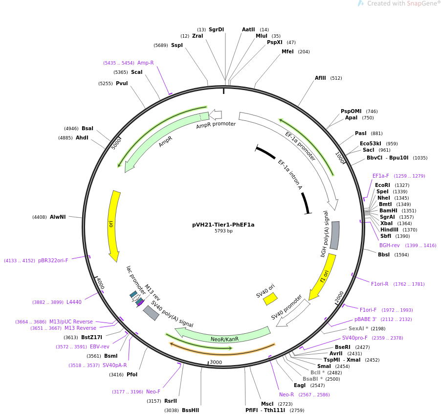 pVH21-Tier1-PhEF1a载体图谱