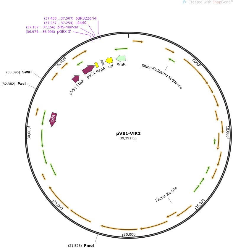 pVS1-VIR2载体图谱