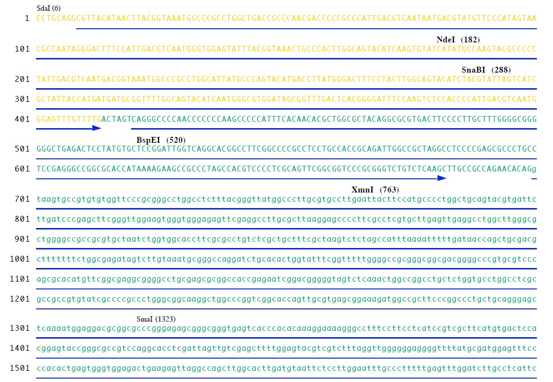 pVitro2-neo-mcs载体多克隆位点 点击看大图 pVitro2-neo-mcs多克隆位点