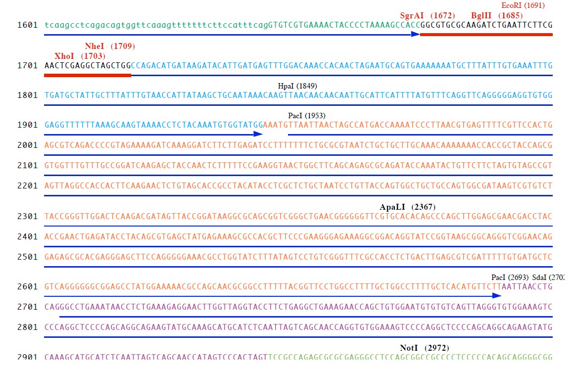 pVitro2-neo-mcs载体多克隆位点2 点击看大图 pVitro2-neo-mcs多克隆位点2