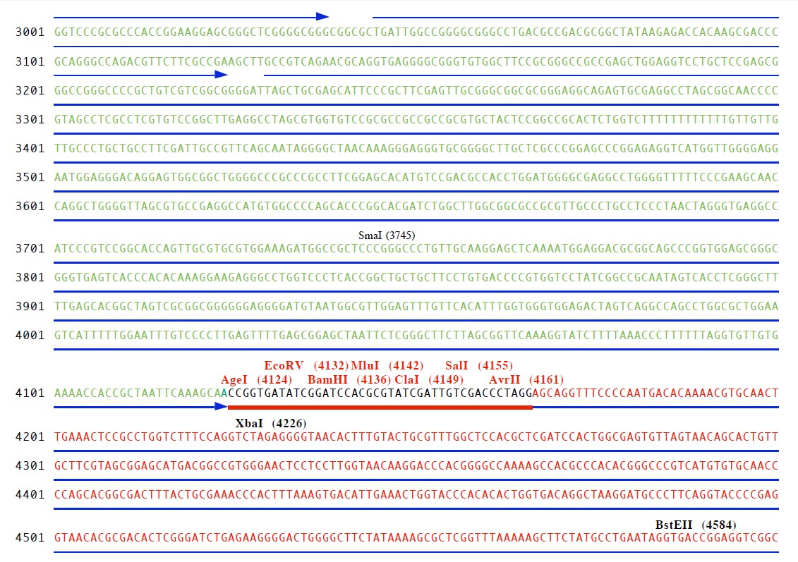 pVitro2-neo-mcs载体多克隆位点3 点击看大图 pVitro2-neo-mcs多克隆位点3
