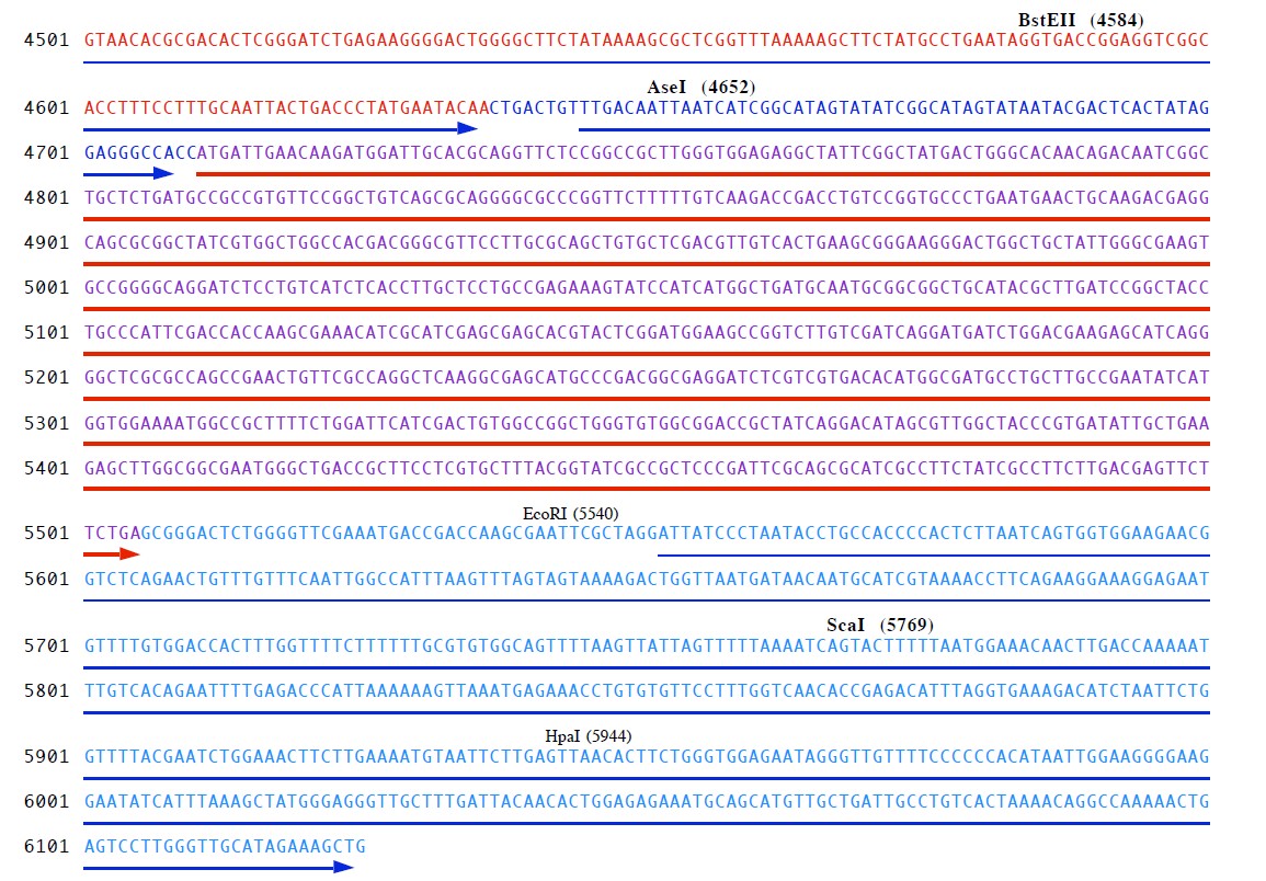pVitro2-neo-mcs载体多克隆位点4 点击看大图 pVitro2-neo-mcs多克隆位点4