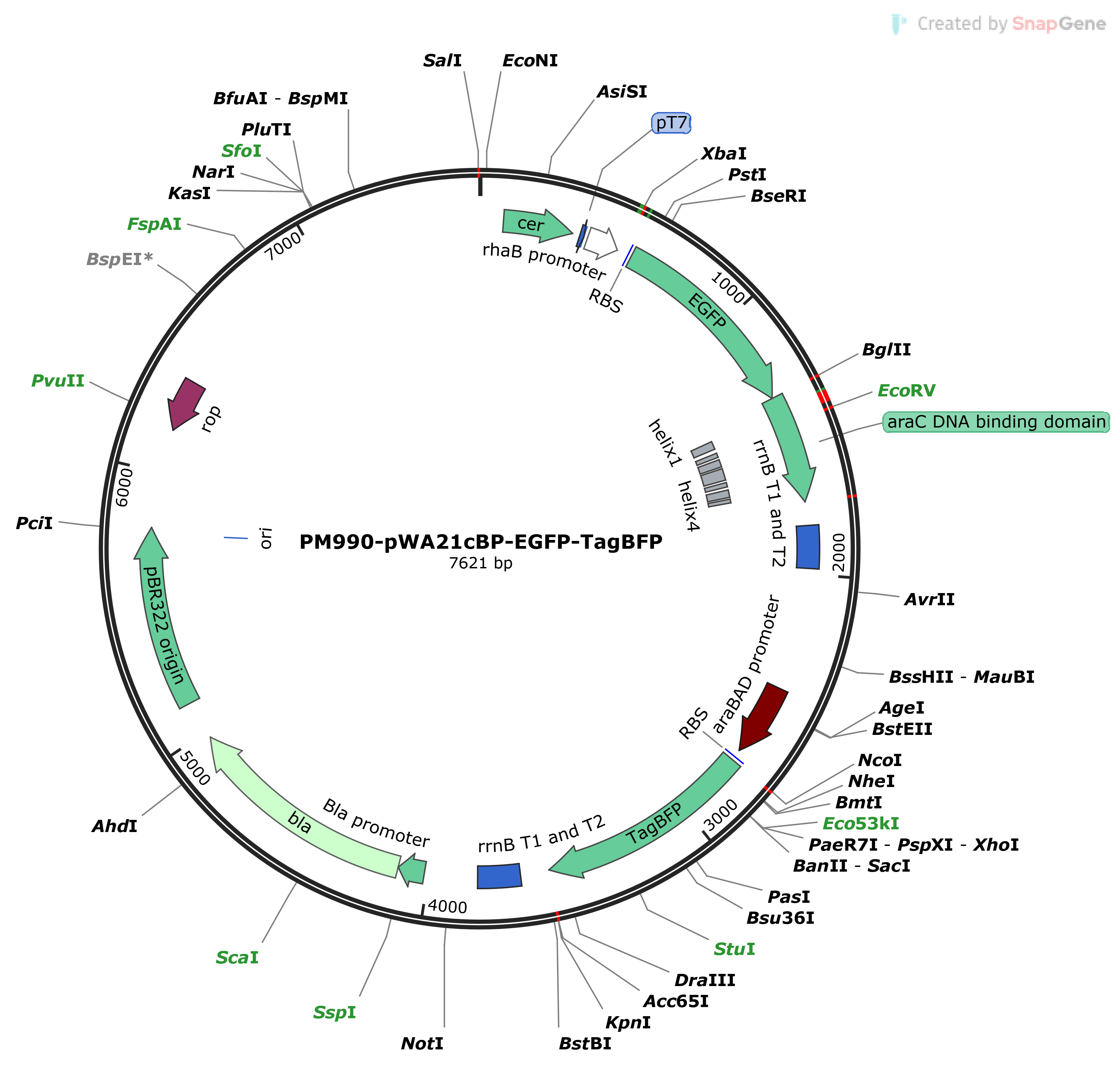 pWA21cBP-EGFP-TagBFP载体图谱