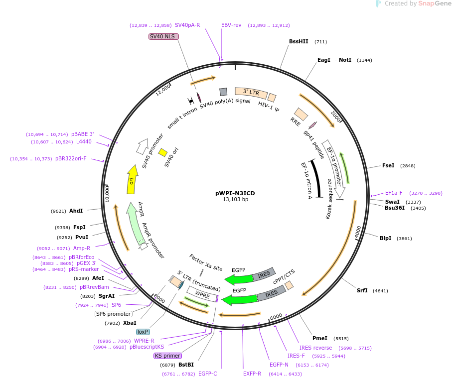 pWPI-N3ICD载体图谱