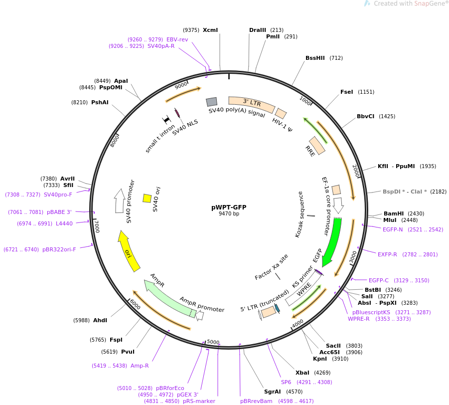 pWPT-GFP质粒图谱