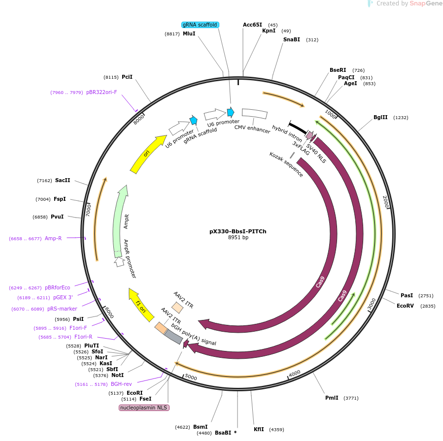 pX330-BbsI-PITCh载体图谱
