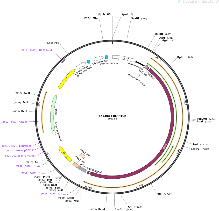 pX330A-FBL-PITCh质粒图谱