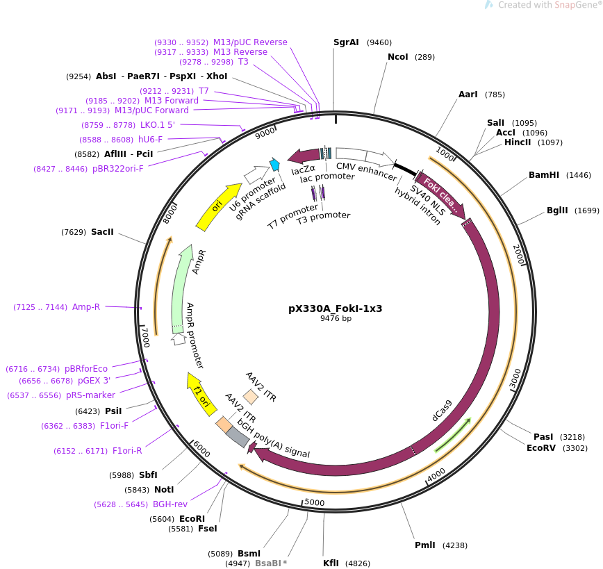 pX330A_FokI-1x3质粒图谱