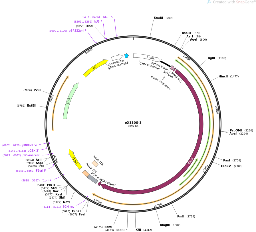 pX330S-3质粒图谱