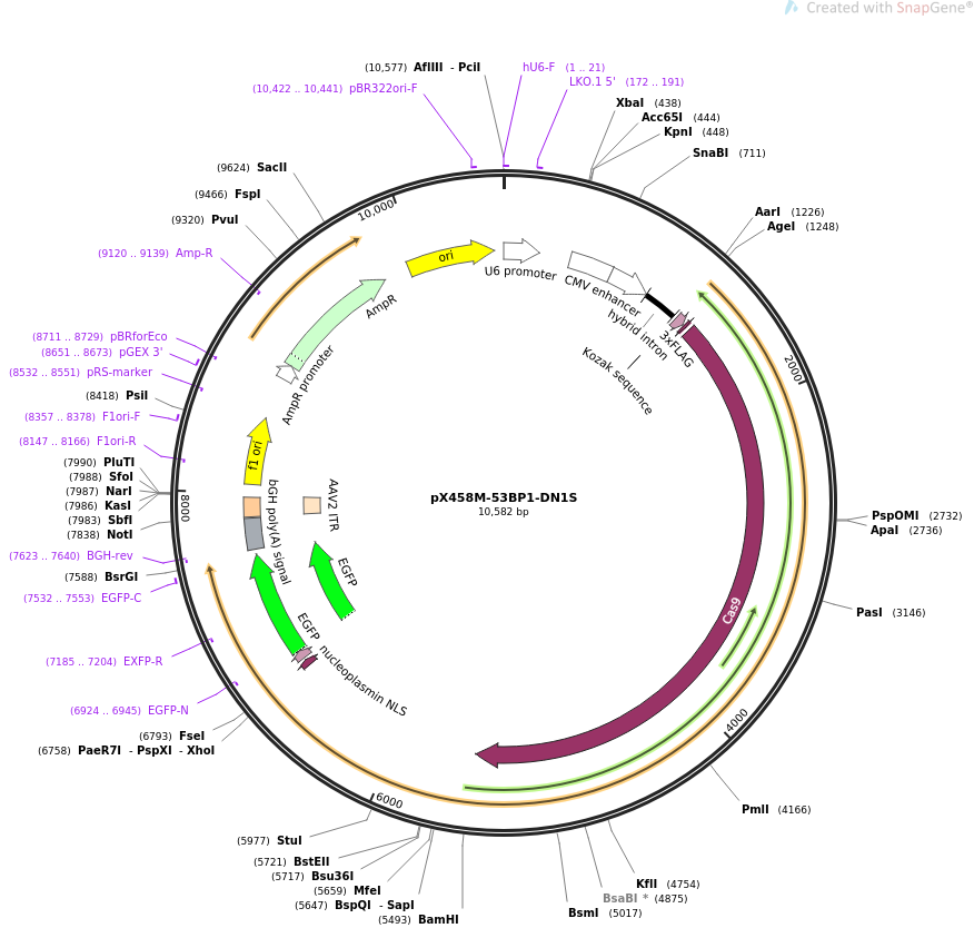 pX458M-53BP1-DN1S质粒图谱