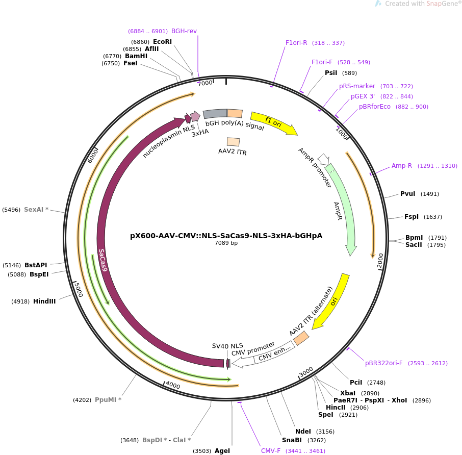 pX600-AAV-CMVNLS-SaCas9-NLS-3xHA-bGHpA质粒图谱