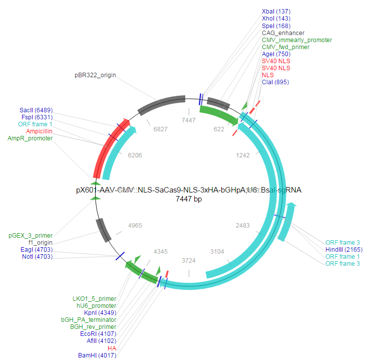 pX601-AAV-CMV::NLS-SaCas9-NLS-3xHA-bGHpA;U6::BsaI-sgRNA载体图谱