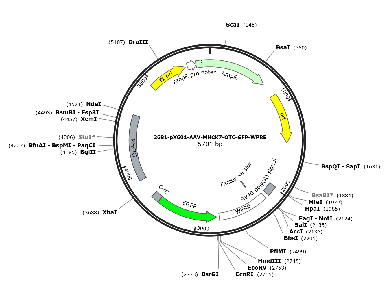 pX601-AAV-MHCK7-OTC-GFP-WPRE载体图谱